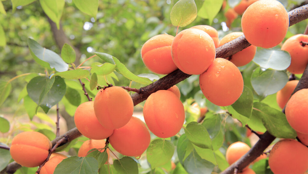 Une belle branche fournie d'abricots bio du Valais qui sont une excellente source de potassium, alternative au sodium.